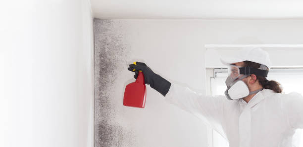 Trusted Montclair State University, NJ Mold Removal Experts